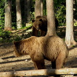 Brown bears